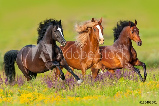 Bild på Horses run gallop in flower meadow 